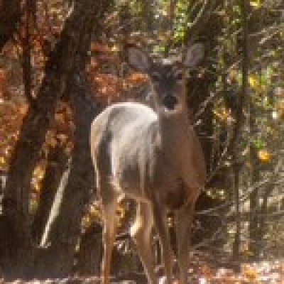 Deer standing in a forest with autumn leaves on the ground.